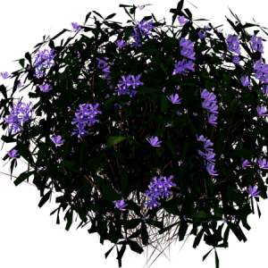 Planta de Sol - Forração - Erica