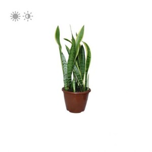 Planta de Sol - Forração - Espada de São Jorge