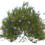 Planta de Sol - Arbusto - Caliandra