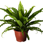 Planta de Sombra - Folhagem - Asplênio
