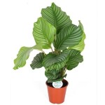planta de Sombra - Forração - Calathea Orbifolia