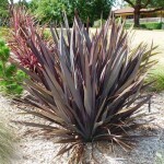 Planta de Sol - Forração - Formio Rubro Roxo