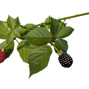 Planta de Sol - Frutifera - Framboesa