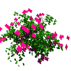 Planta de Sol - Flor - Gerânio
