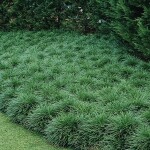 Planta de Sol/Sombra - Grama - Grama Preta