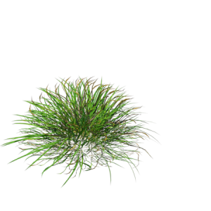 Planta de Sol/Sombra - Grama - Grama Preta