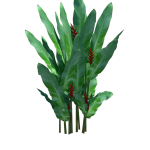 Planta de Sol - Arbusto - heliconia stricta