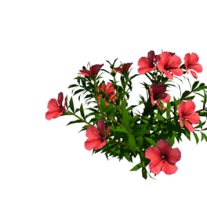 Planta de Sol - Arbusto - Hibisco