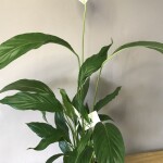 Planta de Sombra - Flor - Lirio da Paz