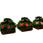 Planta de Sombra - Flor - Impatiens