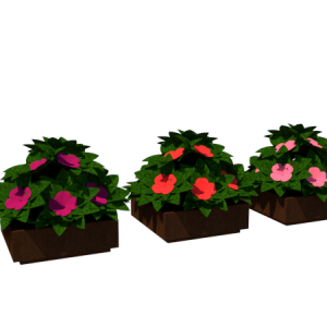 Planta de Sombra - Flor - Impatiens