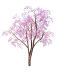 planta de Sol - Arvore - Ipê rosa