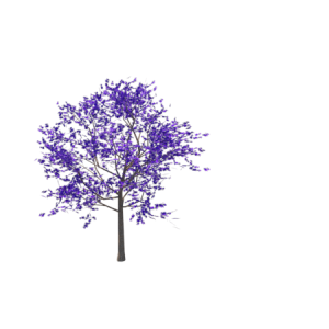 planta de Sol - Arvores - Ipê roxo