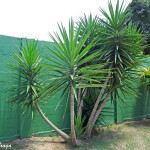Planta de Sol - Arbusto - Iuca