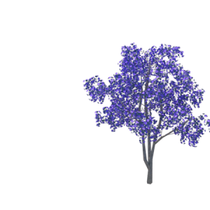 Planta de Sol - Arvore - Jacaranda mimoso