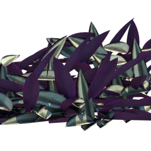Planta de Sol - forração - Lambari Roxo