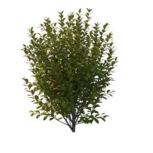 Planta de Sol - Arbusto - Ligustro