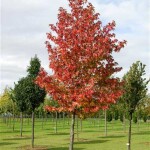 Planta de Sol - Arvore - Liquidambar styraciflua