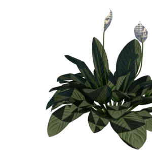 Planta de Sombra - Flor - Lirio da Paz