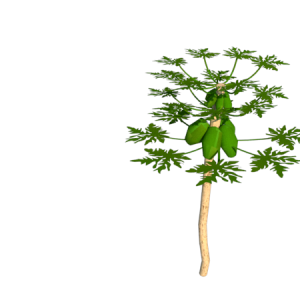 Planta de Sol - Frutifero - Mamão