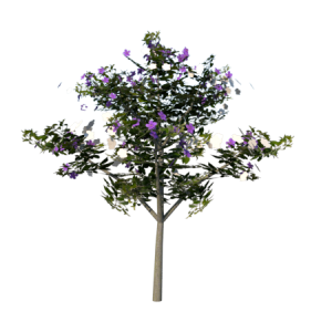 planta de Sol - Arvore - Manaca da Serra