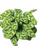 Planta de Sombra - Forração - Maranta Amabilis