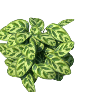 Planta de Sombra - Forração - Maranta Amabilis