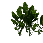 Planta de Sombra - Herbacia - Maranta Charuto
