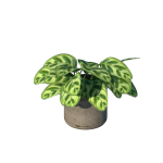 Planta de Sombra - Forração - Maranta Barriga de sapo