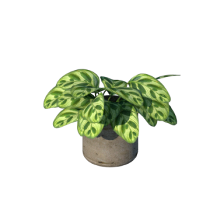 Planta de Sombra - Forração - Maranta Barriga de sapo