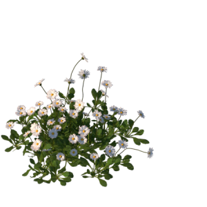 Planta de Sol - Flor - Margarida