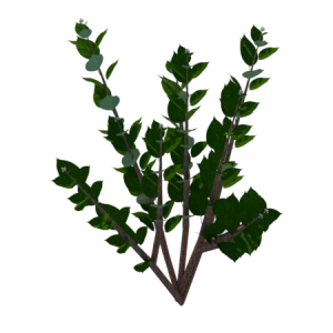 Planta de Sol - Arbusto - Mirtilo/ blue berry