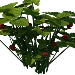 Planta de Sol - Frutifera - Morango