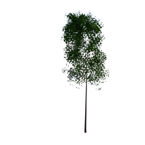 Planta de Sol - Arvore - Mogno Africano