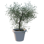 Planta de Sol - Arvora - Oliveira