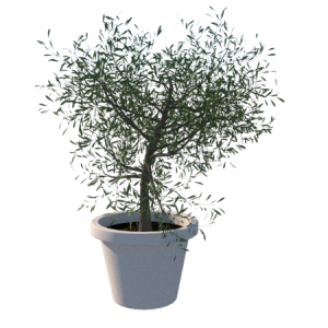 Planta de Sol - Arvora - Oliveira