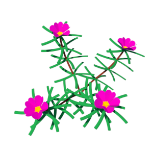 Planta de Sol - Flores - Onze-horas