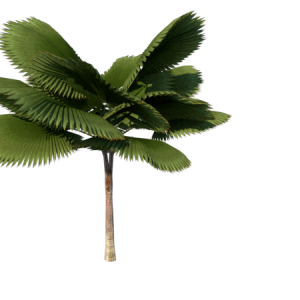 Planta de Sombra - Palmeira - Licuala