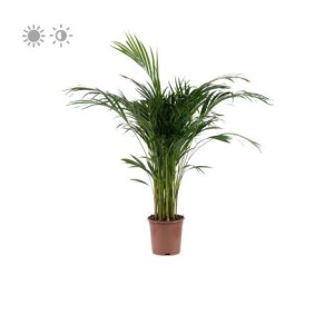 Planta de Sol - palmeira - areca bambu