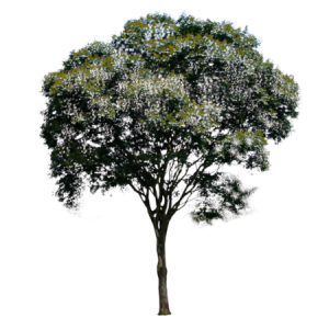 Planta de Sol - Arvore - Pau-ferro