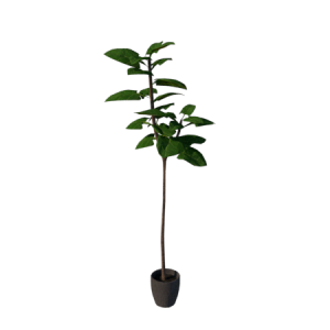 Planta de sol - Frutifera - Abacate