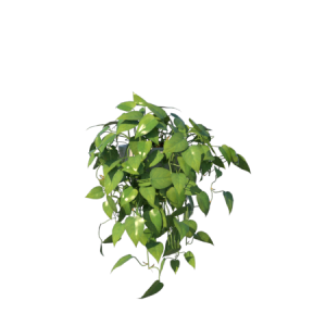Planta de Sombra - Pendente - Philodendron Brasil