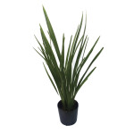 Planta de Sol - Forração - Formio Rubro Verde