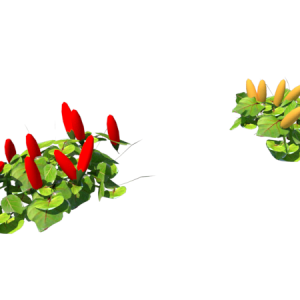 Planta de Sol - Hortaliça - Pimenta