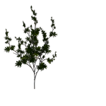PLanta de Sol - Arbusto - Pleomele