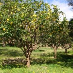 Planta de Sol - Frutifera - limoeiro/limão