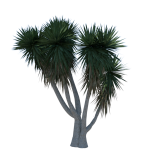Planta de Sol - Arbusto - Iuca