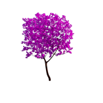 Planta de Sol - Arbusto - Primavera