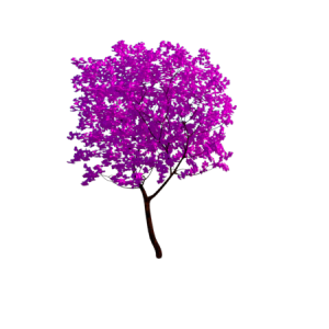 Planta de Sol - Arbusto - Primavera
