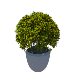 Planta de Sombra - Arbusto - Pitósporo